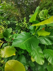 Enpinanga borneensis