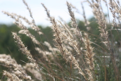 Aristida junciformis