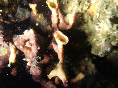 Schizoporella errata