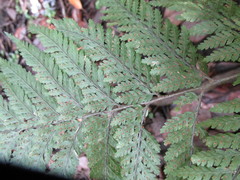 Parapolystichum microsorum