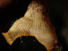 Schizoporella errata