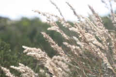 Aristida junciformis