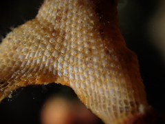 Schizoporella errata