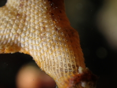 Schizoporella errata