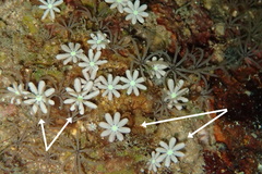 Knopia octocontacanalis