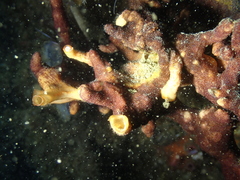 Schizoporella errata