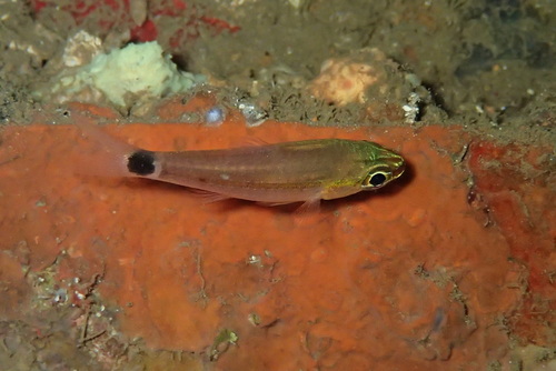 Eyespot cardinalfish (Ostorhinchus ocellicaudus) — Apogonidae — 2