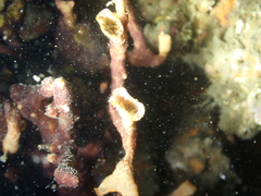 Schizoporella errata