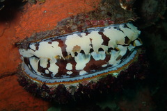 Spondylus varius
