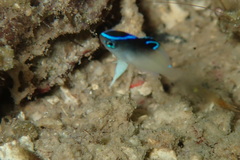 Chrysiptera rollandi