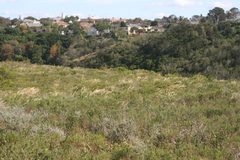 Aristida junciformis