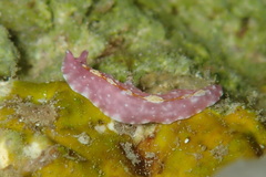 Pseudoceros goslineri