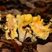 Cantharellus alborufescens lilacinopruinatus - Photo (c) Ronald Werson, some rights reserved (CC BY-NC-ND), uploaded by Ronald Werson
