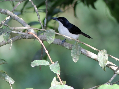 iNaturalist image
