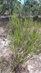 Phylica cephalantha