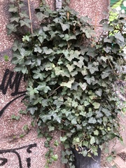 Hedera helix