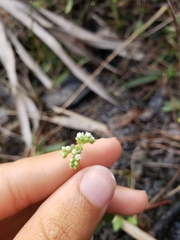 Mitreola