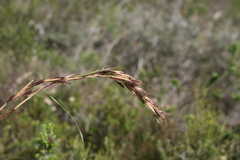 Cymbopogon marginatus