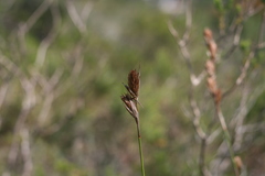 Hypodiscus aristatus