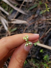 Mitreola