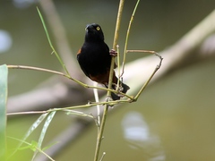 Ploceus castaneofuscus