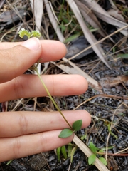 Mitreola