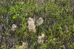 Pentameris curvifolia