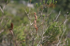 Hypodiscus aristatus
