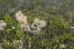 Pentameris curvifolia