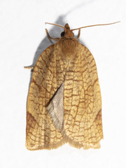Aphelia alleniana