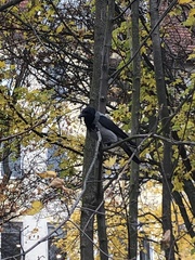 Corvus cornix