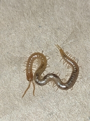Geophilus carpophagus