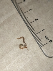 Geophilus carpophagus