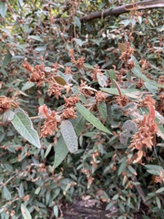 Lasiopetalum macrophyllum