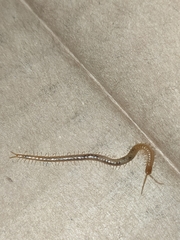 Geophilus carpophagus