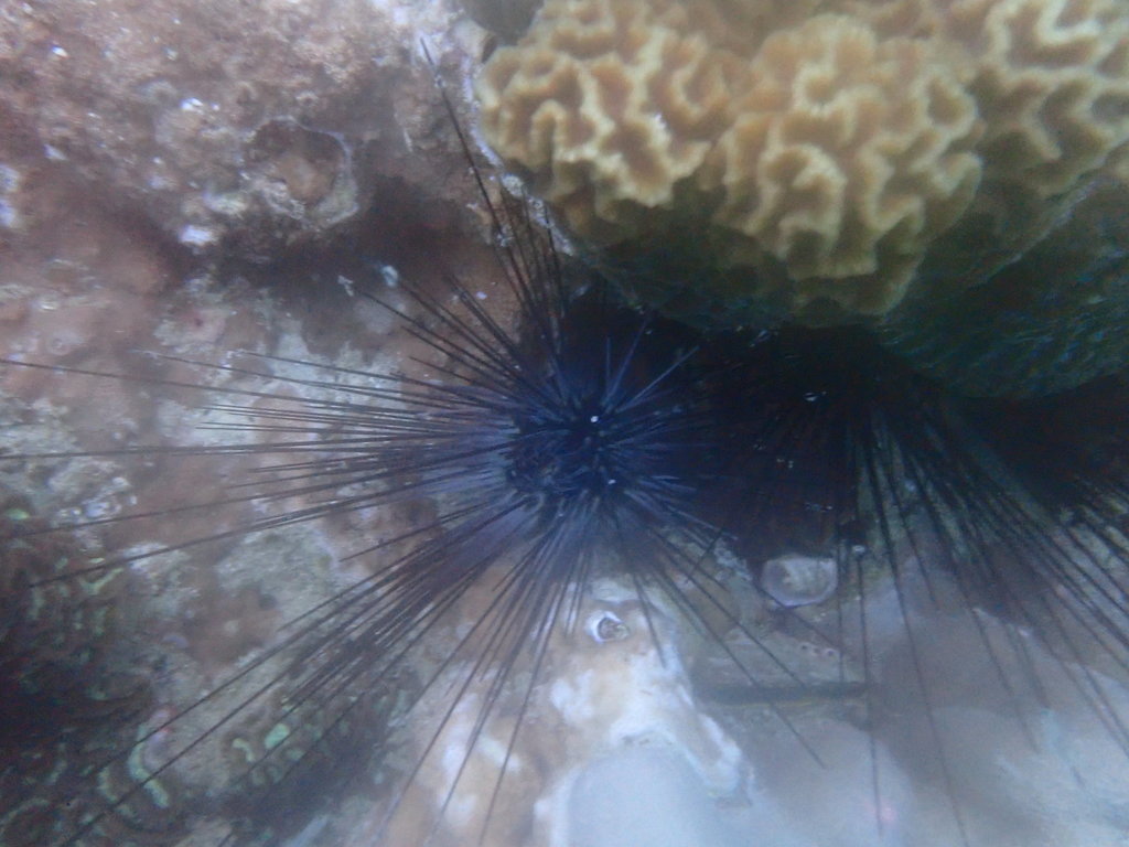 Diadema setosum