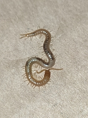 Geophilus carpophagus