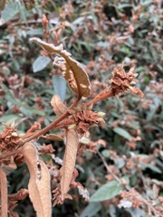 Lasiopetalum macrophyllum