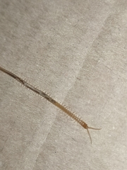 Geophilus carpophagus