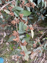 Lasiopetalum macrophyllum