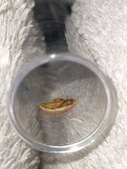 Geophilus carpophagus