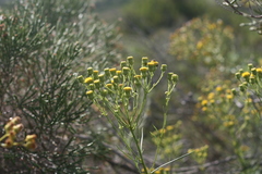 Senecio chrysocoma