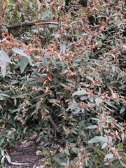 Lasiopetalum macrophyllum