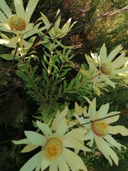 Leucadendron tradouwense