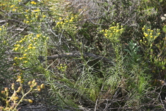 Senecio chrysocoma