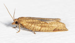 Aphelia alleniana