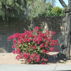 Bougainvillea
