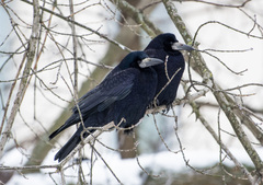 Corvus frugilegus