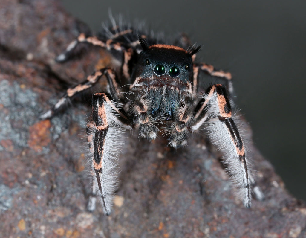 Phidippus toro