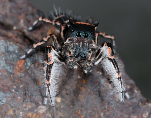 Phidippus toro